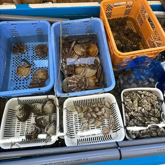 水を張ったいけすに、ホタテや牡蠣、貝を入れたかごが並んでいる