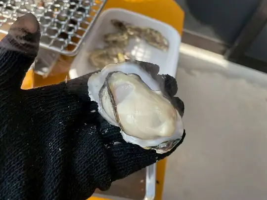 軍手をはめた手のひらに、殻が開いた牡蠣をのせている
